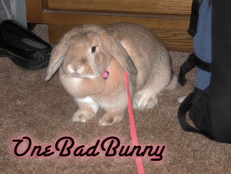 One Bad Bunny
